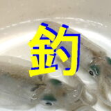 釣のアイキャッチ画像