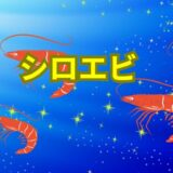 シロエビ