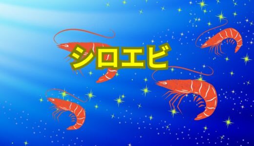 シロエビ